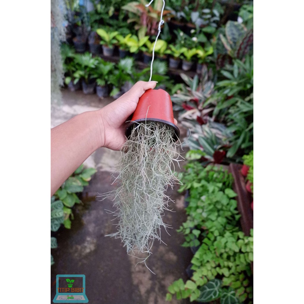 Tillandsia Jenggot Nabi Spanish Moss Tanaman Udara 25cm lebih