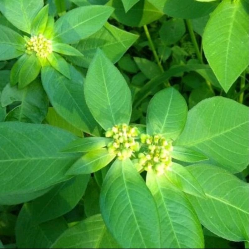 

DAUN PATIKAN MAS ATAU KATE MAS SEGAR 500G