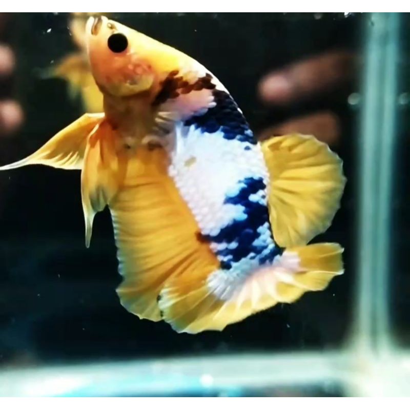 

IKAN CUPANG YELOW FANCY