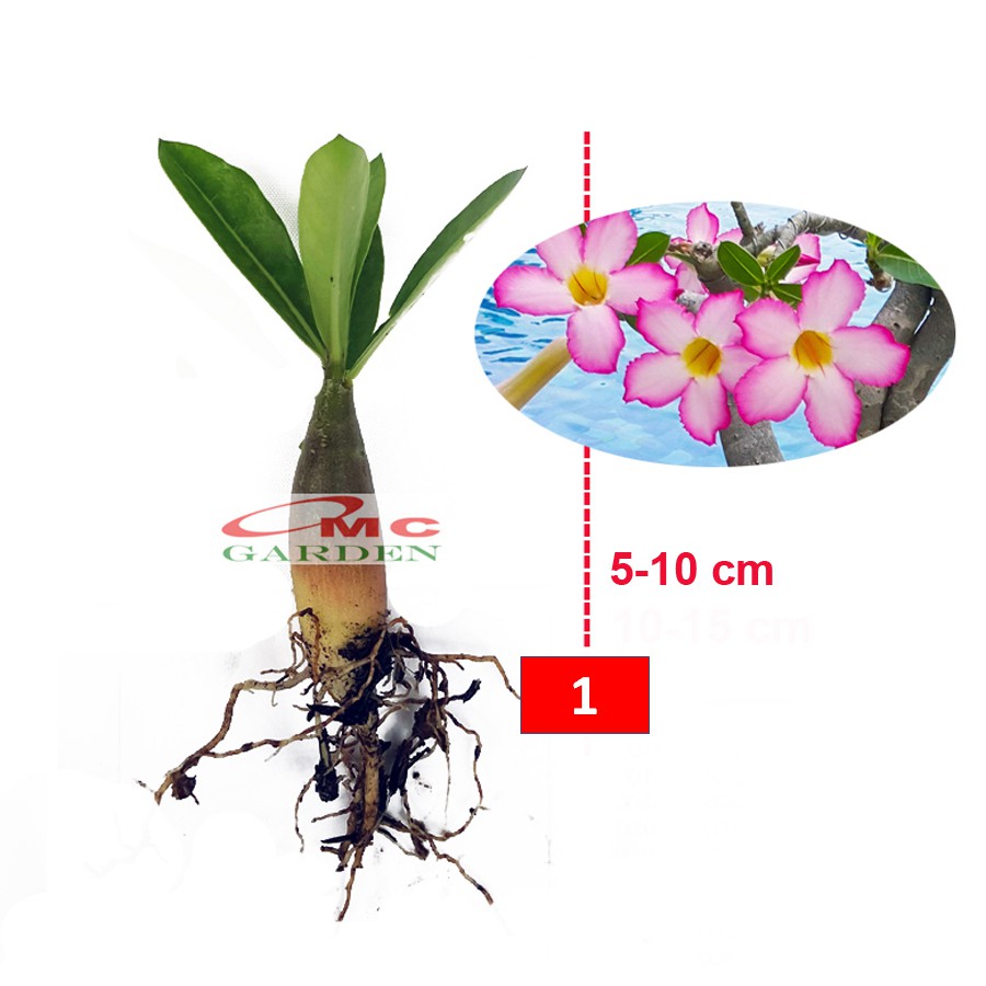 Bibit Benih Tanaman Bonsai Adenium Bonggol Besar Arabicum Obesum Kamboja Jepang B-KJ-0510