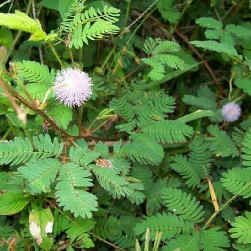 

daun putri malu segar 250gr