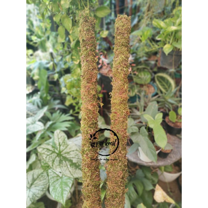 Turus Lumut 100 cm / Turus / Tiang Penyangga Tanaman