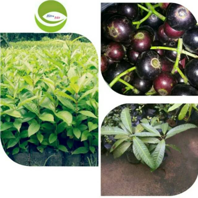 Bibit Tanaman Buah Gowok/Kupa/Pohon Buah Gowok- Kupa