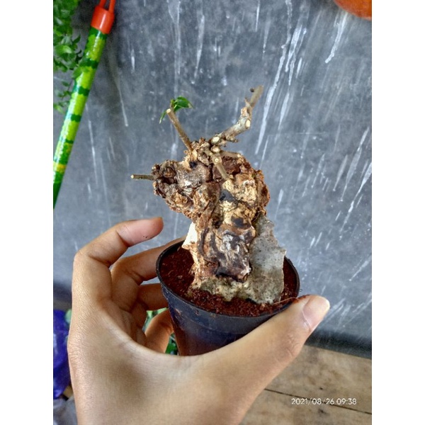 Bonsai Serut on the rock