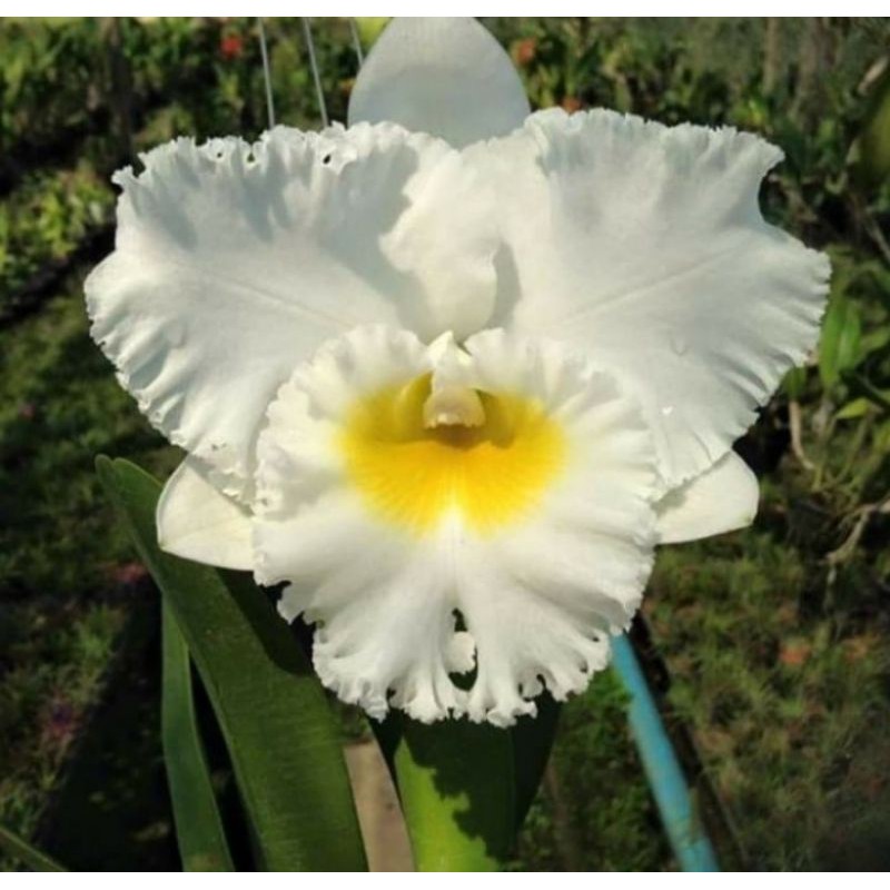 Pohon anggrek catleya Putih dewasa