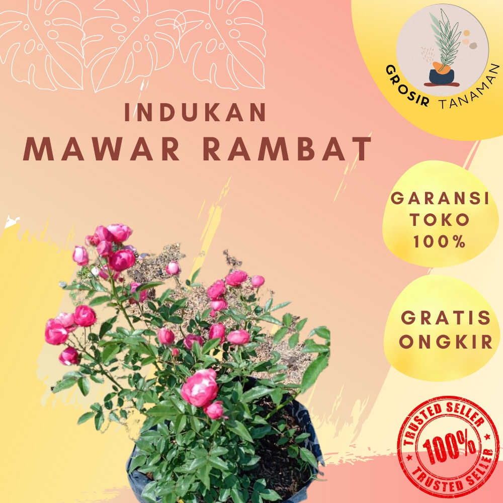 Paket 3 Indukan Mawar Rambat Paket 3 Mawar Rambat Indukan Murah