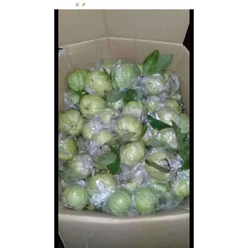 

jambu kristal