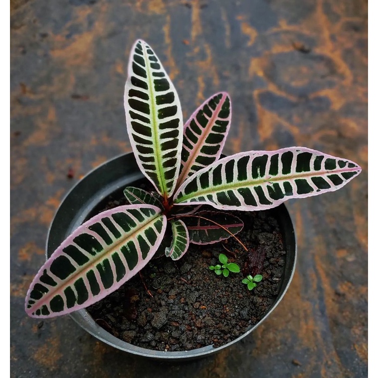 lanbisiaaee sp lubuk linggau