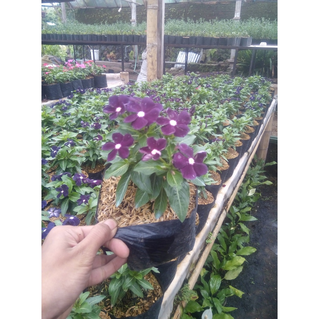 Tanaman Hias Bunga Vinca - Tapak Dara - Periwinkle - Sudah Berbunga