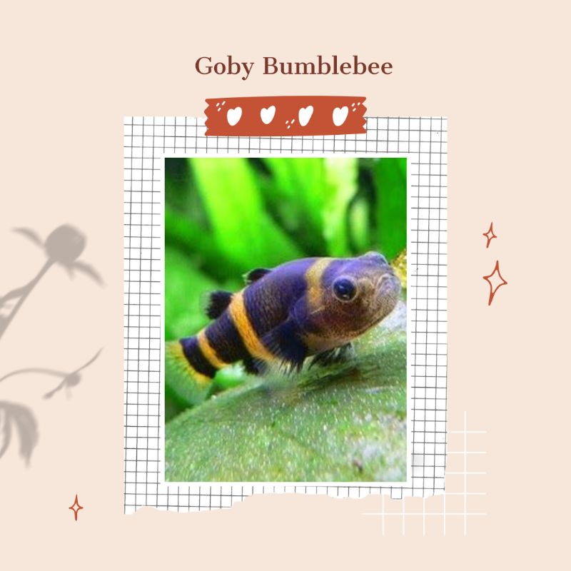 Goby Bumblebee Ikan Hias