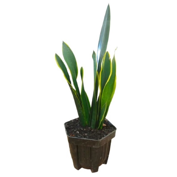 Lidah mertua Oil Plastik Sanseviera sanse sansevieria