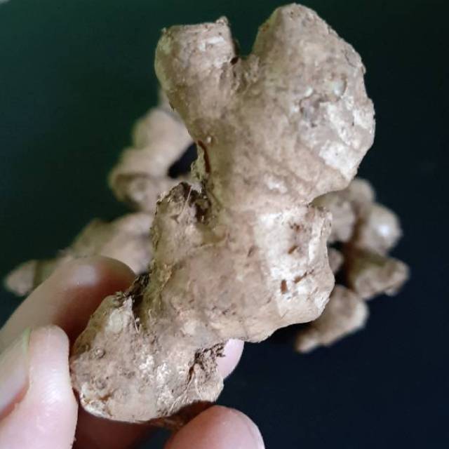 

Jahe Emprit Harga Per 500 gram Bagus untuk Kesehatan