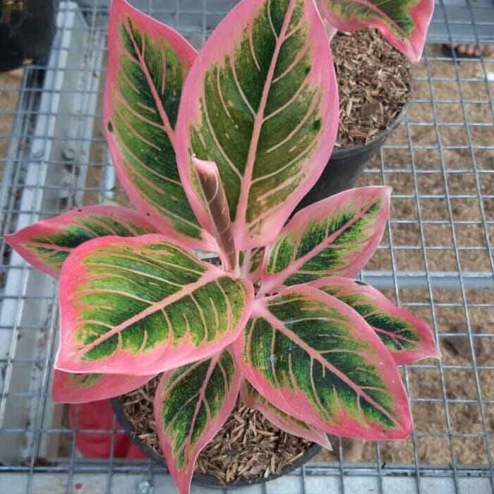 Promoo Anakan Aglonema lotus original