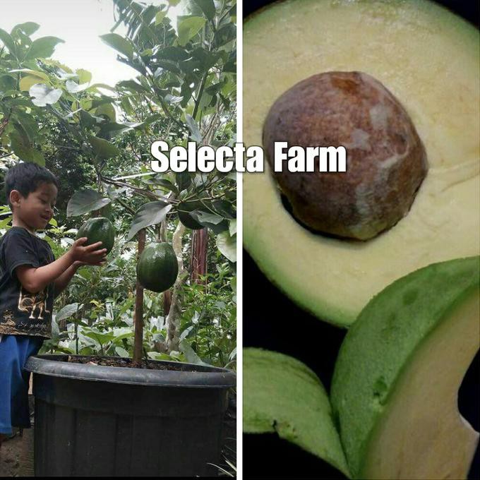 Bibit Benih Tanaman Tanaman Bibit Buah Alpukat Prabu €