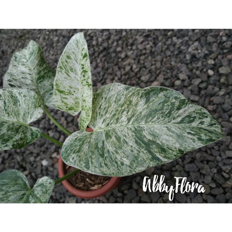 Philodendron Giganteum blizzard - Philodendron marble