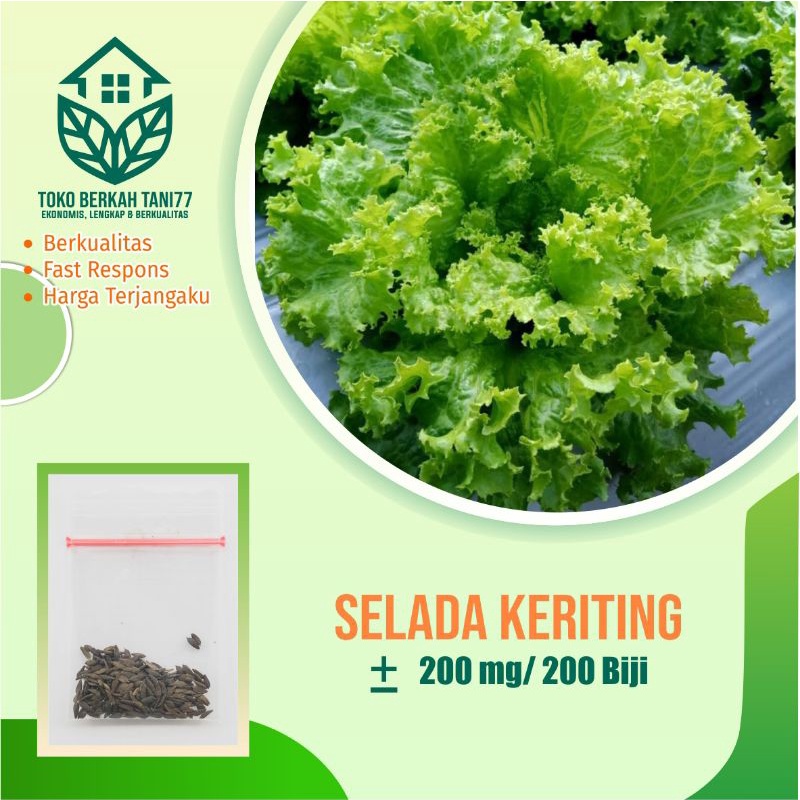 BENIH SAYURAN UNGGUL TERLENGKAP TERJANGKAU BIBIT KUBIS TOMAT SAWI TERONG CABE BUNCIS BAYAM KANGKUNG-Sawi keriting