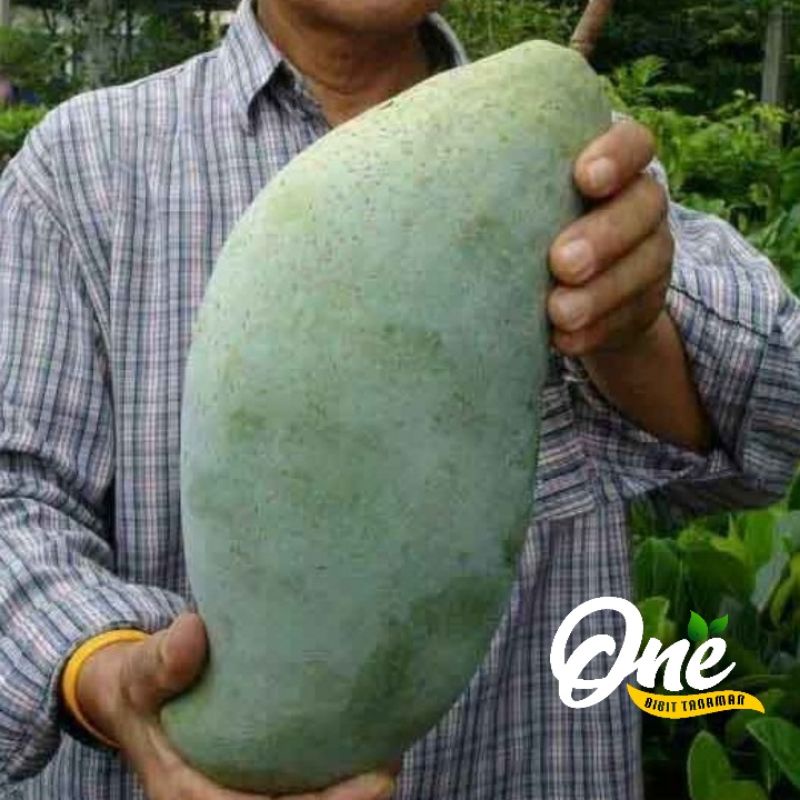 Bibit Mangga Mahatir Jumbo