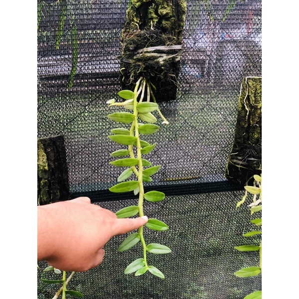 Anggrek Anosmum Gigantea