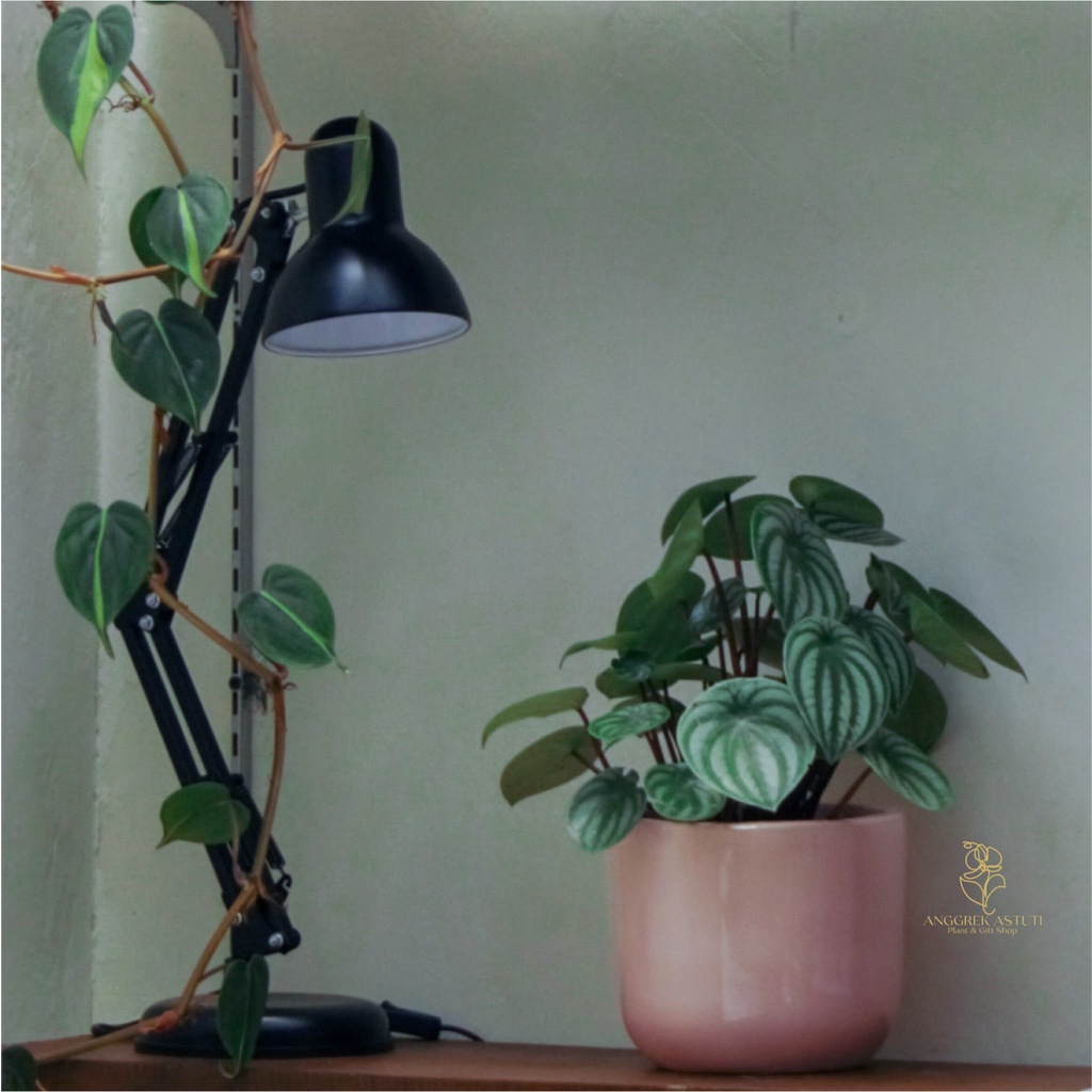 Pot Gerabah Warna-Pot Tanaman Hias-Pot Gerabah Ukuran M