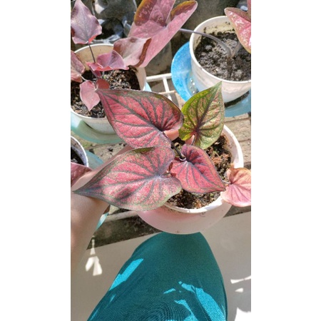 caladium h33