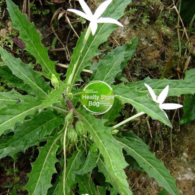 

Daun Kitolod Segar Atau Kitolo Ki Korejat 1 Kg