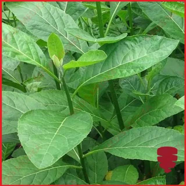 

Daun afrika selatan segar 500gram