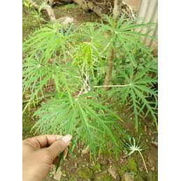 Bibit Tanaman Yodium atau Betadine