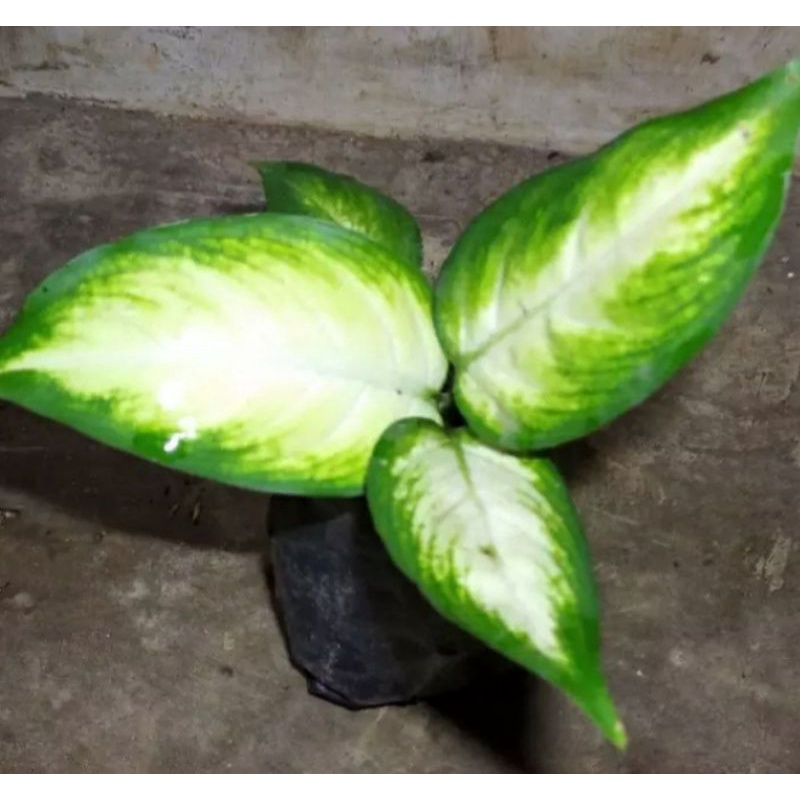 SRAYA - Aglonema Tisu diven tisu Aglonema Diven tissue harmoni