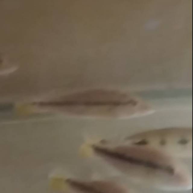 ikan pbass xingu