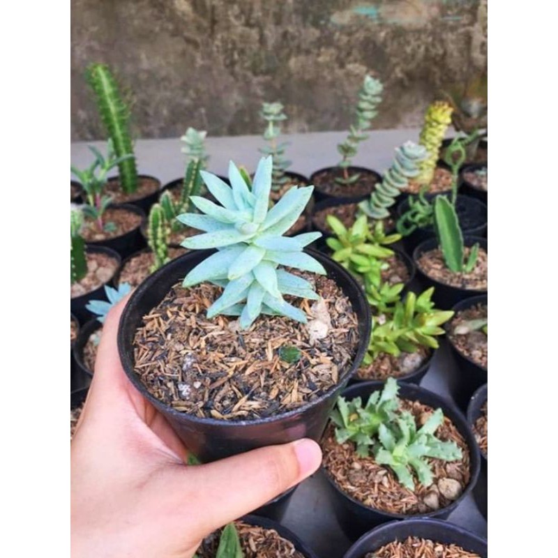 tanaman hias hidup tanaman kaktus mini sudah sama pot nya ya