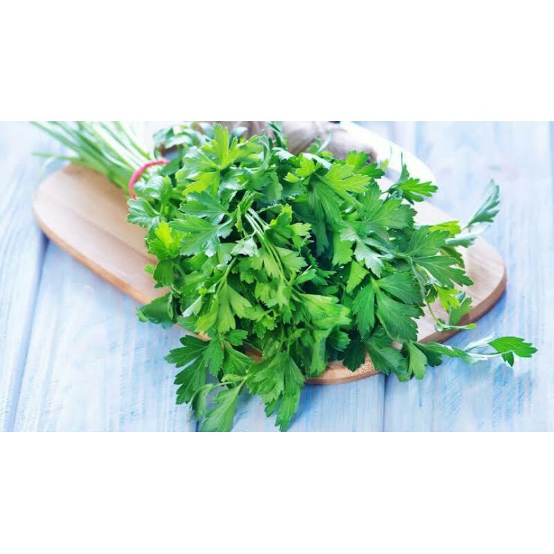 Benih Herbal Daun Parsley Moss Curled Benih Parsley Peterseli Keriting