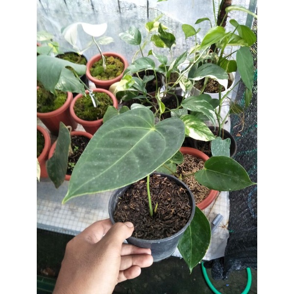 Anthurium VeitchiiXforgetii (split bonggol)