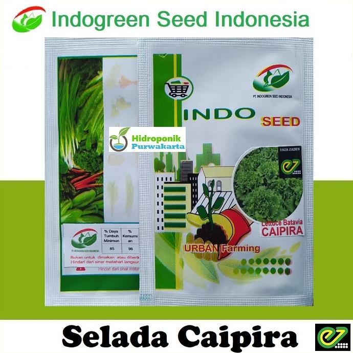 BENIH SELADA CAIPIRA LETTUCE BATAVIA ISI 1 GRAM ORIGINAL PACKING PT INDOGREEN TERLARISS...,,,,,