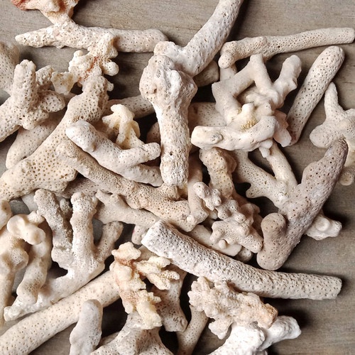 Karang jahe, media filter karang jahe, bahan filter karang jahe, batu karang jahe, ginger coral, jah