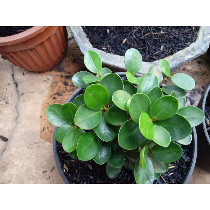 Beringin Dolar mikro, bonsai, tanaman hias