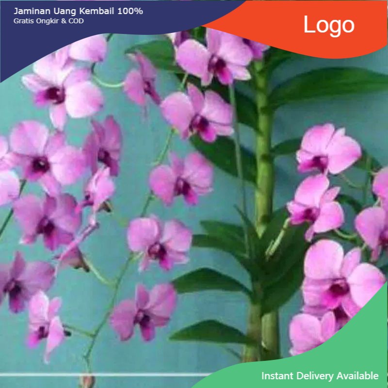 tanaman hias Angrek dendrobium Larat Dewasa