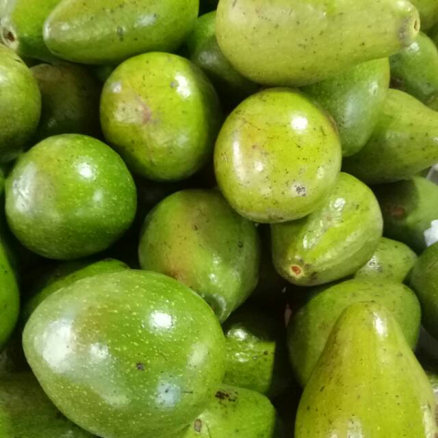 

Buah Alpukat Mentega Muria