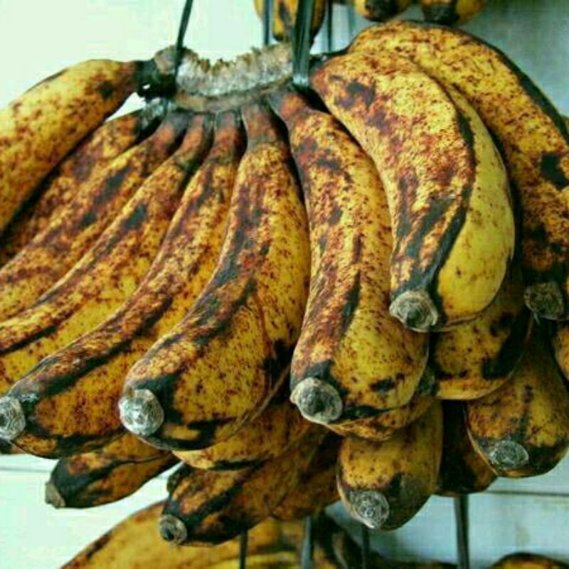 Bibit Pisang Barangan Paket 50pohon