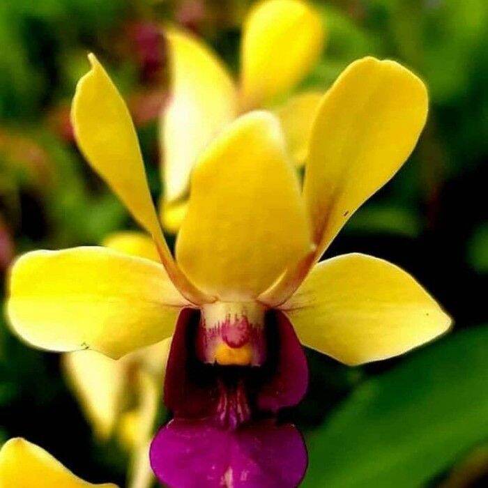 Anggrek dendrobium dewasa bunga kuning