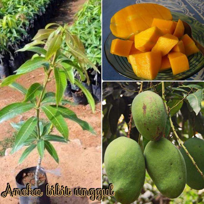 len BIBIT BUAH MANGGA HARUM MANIS MANGGA ARUM MANIS cups