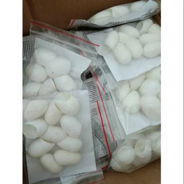 kepompong ulat sutra