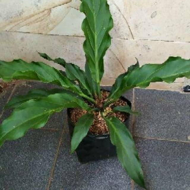 Anthurium Gelombang Cinta Atau Wave Of Love Shopee Indonesia