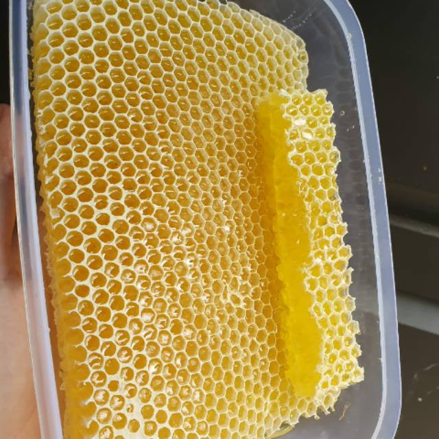 

Madu sarang kutorejo