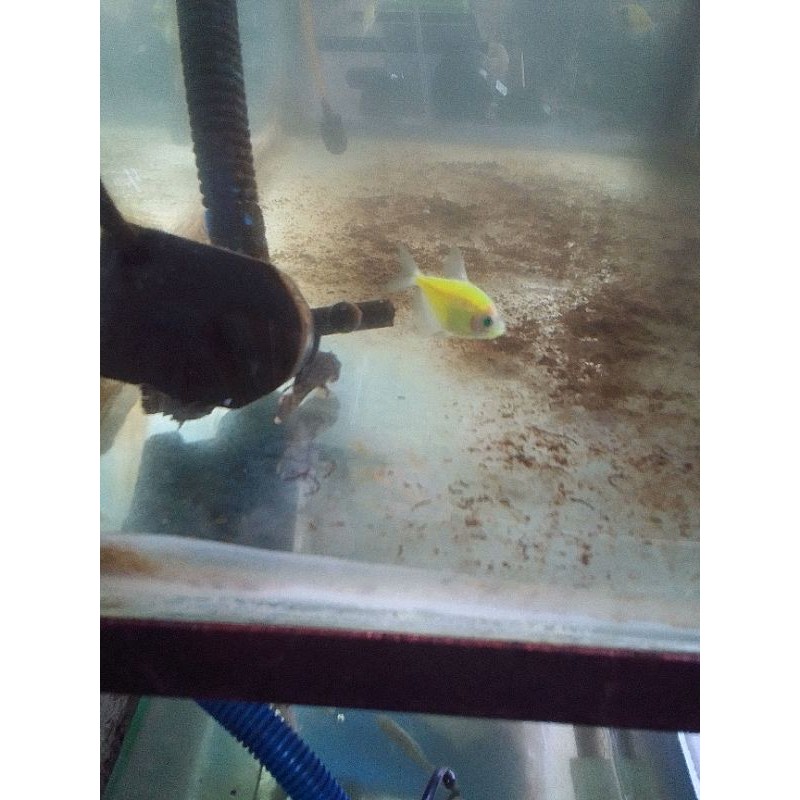 ikan glofish hijau stabilo