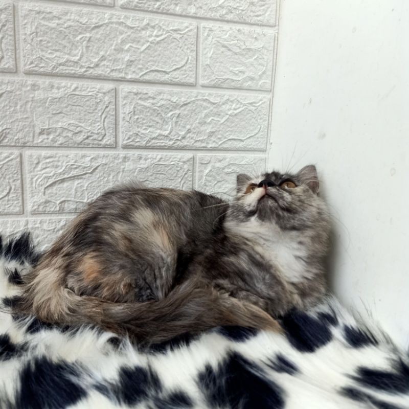 Persia medium betina cakep