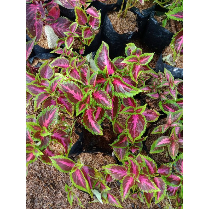 Tanaman hias miana batik, miana batik