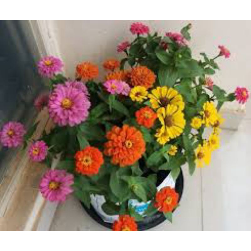 Benih Bunga Kertas Zinnia