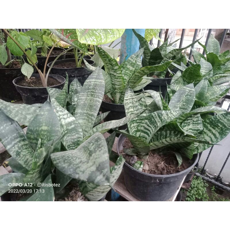 lidah mertua kodok sansivera mini