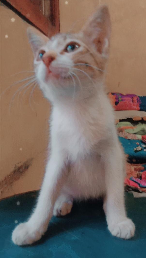 Set Sendok Garpu Sumpit Travel Jerami Tanpa Kardus / Set Alat Makan Jerami / Alat Set Makan Murah