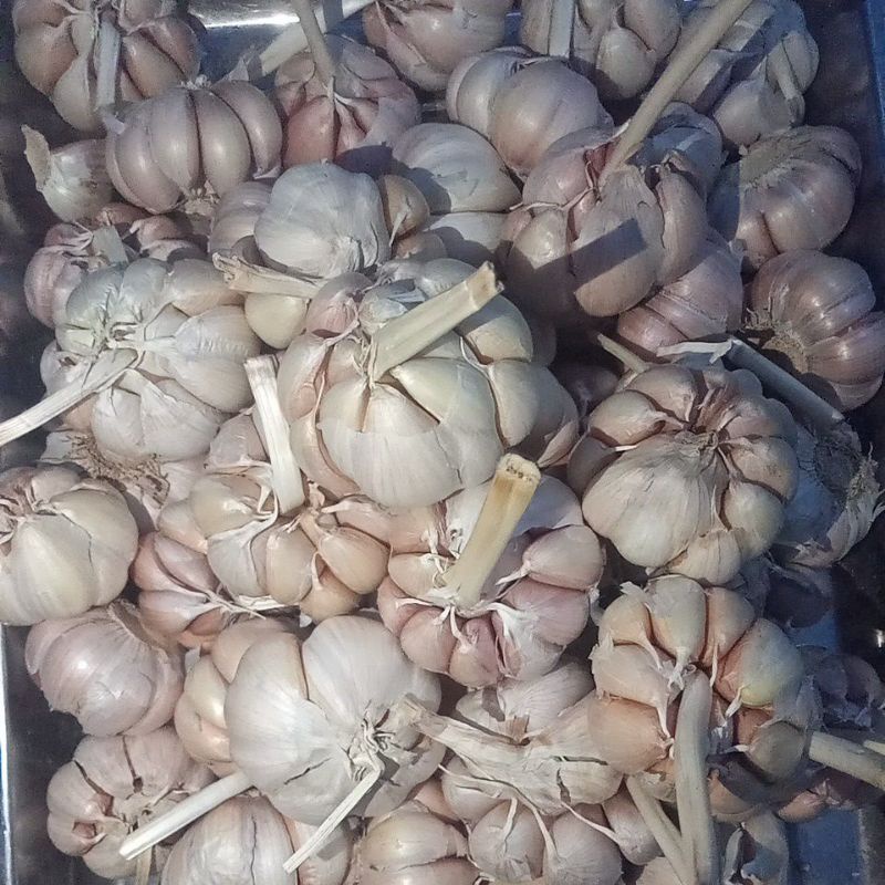 

BawangPutih